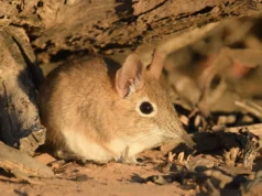 Pequenos mamíferos estão enviando sinais de alerta que os cientistas podem finalmente ler