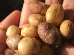 Os povos antigos carregavam uma batata selvagem por todo o sudoeste americano