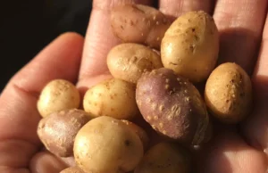 Os povos antigos carregavam uma batata selvagem por todo o sudoeste americano