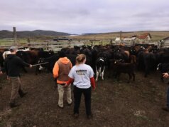 Prazo para fechamento de fazendas e laticínios em Point Reyes National Seashore se aproxima – The Mercury News