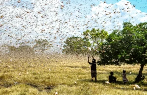 Esta pequena atualização do solo reduz os danos dos gafanhotos e duplica a produção