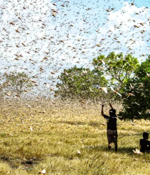 residents-helpless-against-locust-swarm.webp.webp