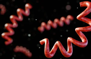 Uma doença perdida emerge de restos humanos de 5.500 anos