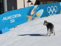 Jogos Olímpicos de Inverno de 2026: Cães atrapalham as eliminatórias de esqui cross-country enquanto os competidores alcançam a linha de chegada