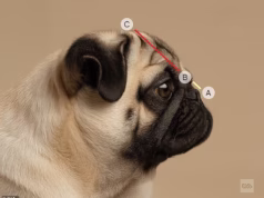 Cientistas revelam 15 raças de cães em risco de problemas respiratórios graves – enquanto alertam que rostos achatados ‘fofos’ enfrentam sofrimento para toda a vida