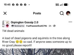 Cerca de uma dúzia de animais selvagens, incluindo aves listadas em lista vermelha, foram torturados e mortos usando “catapultas” em bairros arborizados de Londres atingidos por uma série de ataques semelhantes.