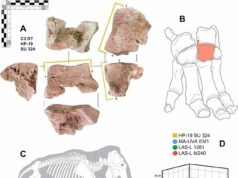 Osso que prova que Hannibal realmente cruzou os Alpes com elefantes: arqueólogos encontram a primeira evidência direta de feras de guerra