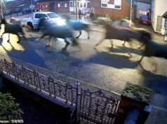 Uma manada de cavalos galopa pela estrada da vila momentos depois de escapar de um estábulo próximo