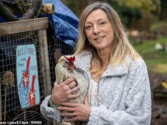 Proprietário de galo barulhento ameaçado com um ASBO enquanto o conselho toma medidas contra seu canto ‘irracional e persistente’