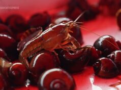 Pragas invasoras estão destruindo os alimentos mais emblemáticos da Louisiana, alertam agricultores