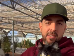 Um gato de centro de jardinagem chamado Sylvester se tornou uma megaestrela da Internet graças à sua indesejada eliminação de roedores.