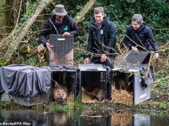 Represa fofa! Famílias de castores são libertadas no Reino Unido para ajudar rios e zonas húmidas