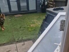 Filhote de pastor alemão fica tão animado com sua caminhada que arranca a porta do pátio do dono das dobradiças