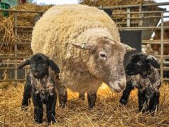 Bom trabalho, sim! A ovelha mais solitária da Grã-Bretanha dá à luz cordeiros gêmeos