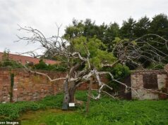 A comunidade abalou as suas raízes sobre o futuro da macieira Bramley original