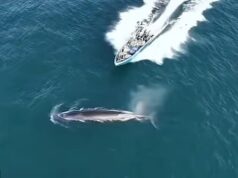 Momentos depois, os pescadores chineses batem o barco na baleia protegida