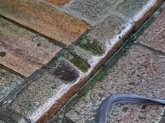 Dhal pelo menos gosta da chuva! Peixes longos podem ser vistos nadando nos ralos durante fortes chuvas acima da estrada