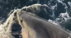 O maior tubarão branco já registrado no Atlântico nada na costa de CAPE FEAR, na Carolina do Norte