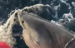 O maior tubarão branco já registrado no Atlântico nada na costa de CAPE FEAR, na Carolina do Norte