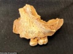 O ‘nortista mais velho’ da Grã-Bretanha era uma menina! A reanálise de restos mortais de 11.000 anos confirma que são crianças de três anos apelidadas de ‘Osik las’ – e não homens