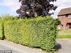 O conselho ‘pequeno’ ordena que os pais do menino autista derrubem a cerca do jardim que eles dizem que o mantém seguro – porque tem 30 centímetros de altura