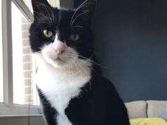 Gato aposentado do Ministério das Relações Exteriores de Palmerston morre nas Bermudas enquanto o número 10 Mouser Larry presta uma homenagem emocionante