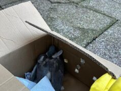 Chame o esquadrão voador! A polícia está investigando depois que 100 pássaros foram baleados em uma estação ferroviária de Manchester