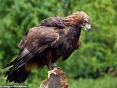 As turbinas de 180 metros de altura propostas para o parque eólico ‘poderiam matar águias escocesas’, já que a instituição de caridade afirma que o conselho bloqueia o esquema ‘desastroso’