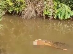 Momento horrível: crocodilo emerge com o corpo de uma mulher sem vida em suas mandíbulas – antes que moradores furiosos atirem em um predador gigante na Indonésia