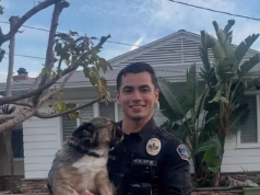 O policial bonitão da Califórnia faz o coração disparar enquanto posa com um buldogue francês visto no trabalho