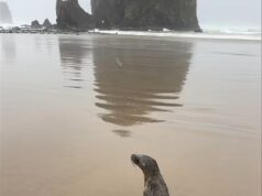 Um bebê leão-marinho confuso se perde e acaba nas areias da icônica Cannon Beach, no Oregon.