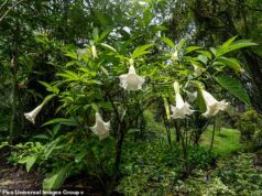 Epstein mantinha um jardim secreto de plantas venenosas que transformavam pessoas em ‘zumbis’, mostram e-mails