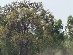 Agora não, amigo! Após interromper a relação sexual, o elefante se tornou imprudente e vandalizou o carro