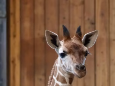 Adorável bebê girafa morre em acidente estranho no zoológico de Detroit
