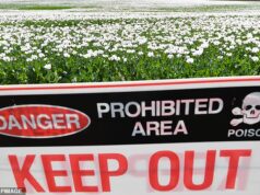 Um alerta de emergência para a saúde foi emitido depois que centenas de plantas de papoula “potencialmente fatais” foram roubadas de fazendas