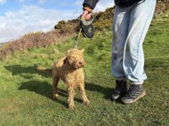 Luna, a cockapoo, se reuniu com seu dono depois de uma missão de resgate de dois dias com 40 pessoas, quando caiu de um penhasco de 150 metros.