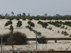 As prateleiras dos supermercados britânicos sofrem com a escassez enquanto o inverno tempestuoso destrói colheitas de morangos, pimentões e abacates