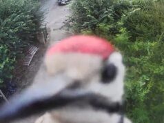 Um pica-pau chamado Rambo ataca a campainha por 15 minutos… antes de quebrá-la.