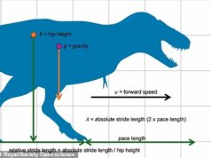 T.Rex correu na ponta dos pés! A análise do impacto do pé revela a corrida surpreendentemente suave do rei dos dinossauros