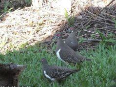 Um conselho destrói um pedaço de grama do lado de fora da casa de Denise… mas ela não está feliz porque esconde algo valioso dentro