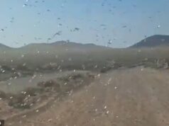 Temíveis enxames de gafanhotos atingiram as ilhas turísticas espanholas, levando as autoridades a emitir orientações para os turistas