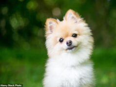 Mais britânicos estão segurando seus PETS do que se segurando, descobriu uma pesquisa