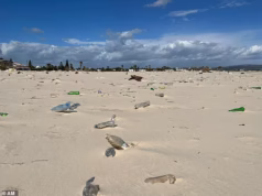 Plástico no paraíso: fotos mostram que o destino do sol de inverno é popular entre os turistas britânicos