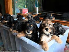 Família chocada quando cadela dá à luz 17 filhotes após 13 horas de trabalho de parto