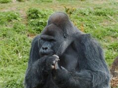 Jock, 45, o gorila prateado mais velho do Zoológico de Bristol, morre dias depois de se mudar para uma nova casa após críticas