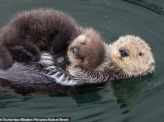 Otter-Lee é lindo! As lindas fotos mostram a mãe e o filhote abraçados no porto