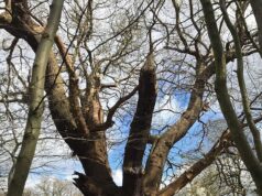Toby Carvery cortou um carvalho de 500 anos ‘no valor de 1.000 Sycamore Gaps’, embora não houvesse nada de errado com ele, descobriu o relatório