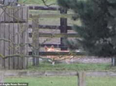 Desvio mais triste: os dois amados corgis da rainha, que ela legou a Andrew Mountbatten-Windsor em seu leito de morte, desfilam por Sandringham pela equipe real após sua prisão