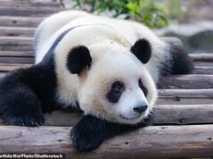 BMA lança campanha ‘histérica’ comparando GPs a pandas enquanto enfrenta a ‘extinção’