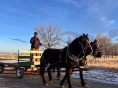 Agricultor é banido do McDonald’s após cavalo e carroça usarem drive-thru